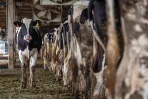 Jo anne mcarthur TlVNZvr lf0 unsplash