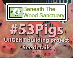 53Pigs sponser box resized
