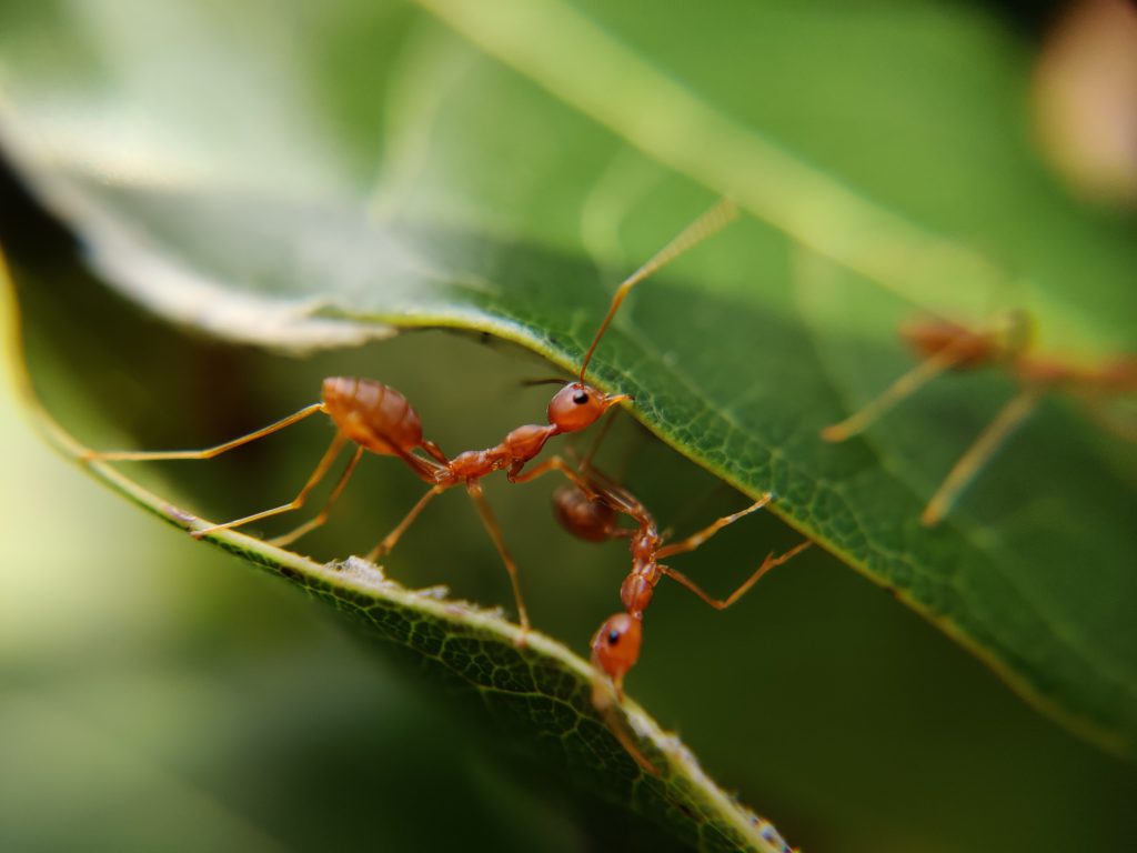 Team of red ants hard at work