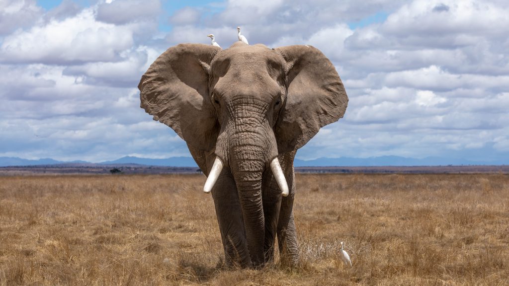 Close of of an elephant
