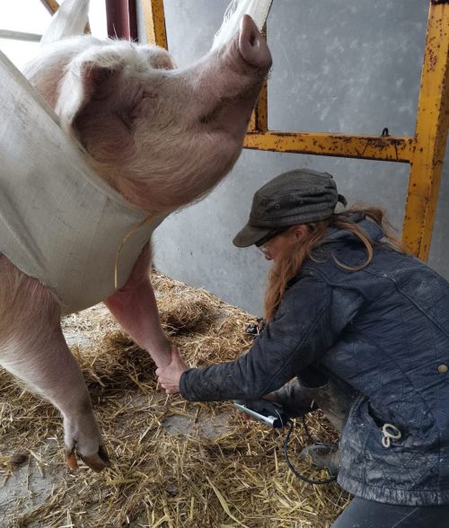 Home made pig lift